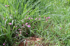 Impatiens diversifolia